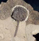 Metasequoia occidentalis CHANEY 1951 - Bild © FossNet FossilienStore